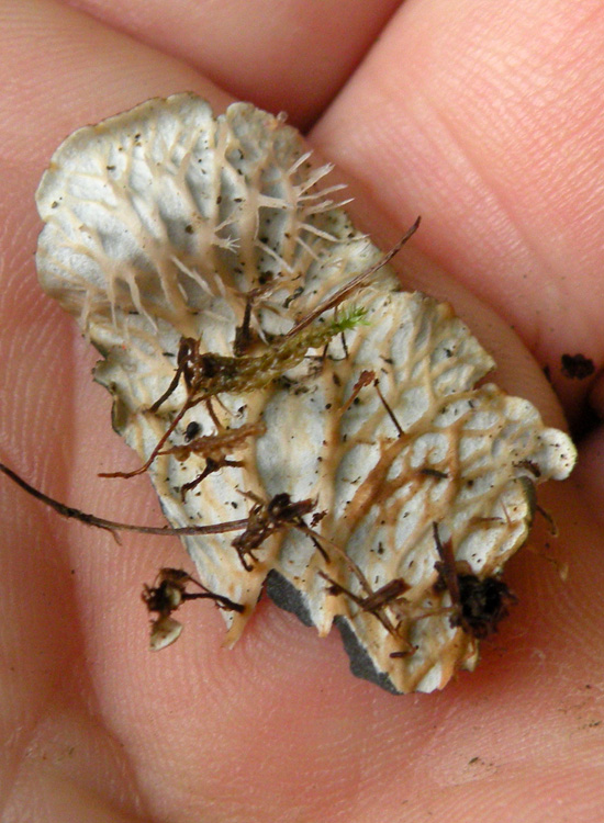 Peltigera praetextata (?)